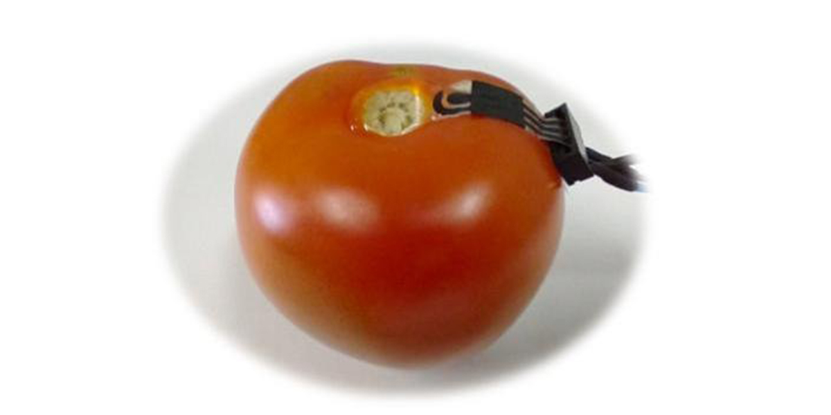 I pesticidi si misurano tramite sensori indossabili dai frutti